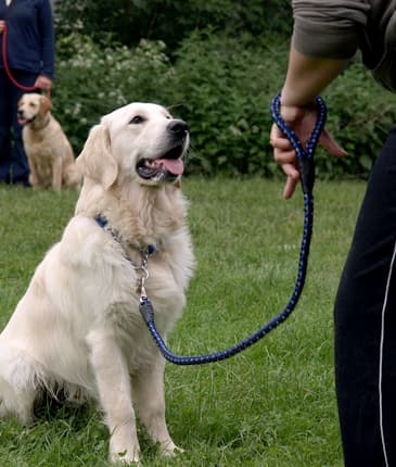 The Reactive Dog