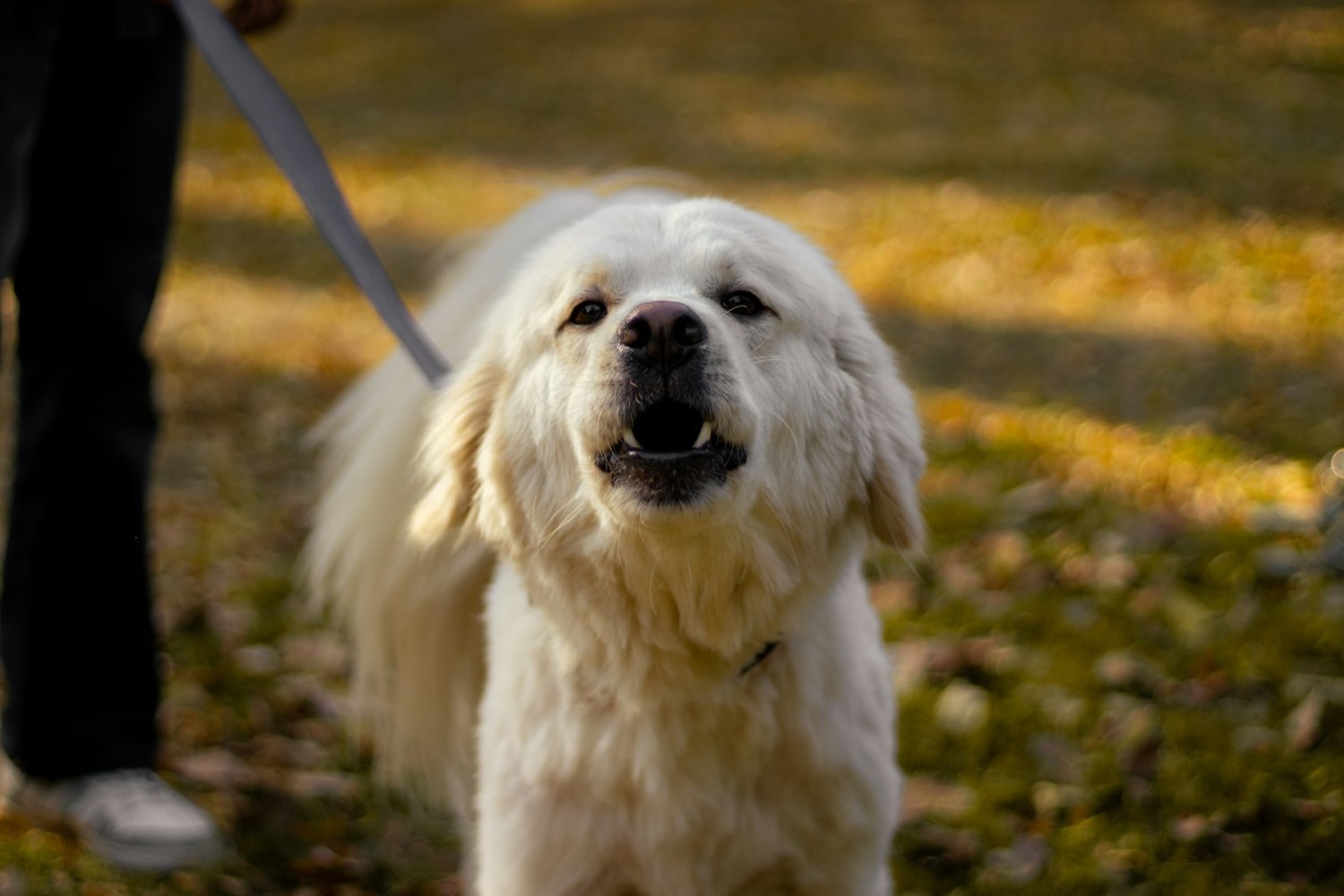 Dog barking and reacting on a tight leash during a walk